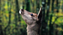Bild von Bambi - Eine Lebensgeschichte aus dem Wald Trailer DF