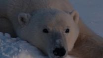 Bild von Nuisance Bear Trailer OV