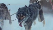 Bild von Folktales - Mit Schlittenhunden ins Leben Trailer OmdU