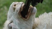 Bild von Black Sheeps Trailer OV