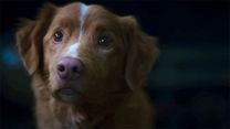 Bild von Good Boy - Trust His Instincts Trailer OmdU