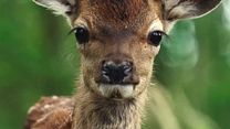 Bild von Bambi - Eine Lebensgeschichte aus dem Wald Trailer OV