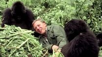 Bild von Eine Gorilla-Story erzählt von David Attenborough Trailer OV
