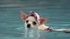 Bild von Beverly Hills Chihuahua Videoclip (2) DF