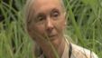 Bild von Jane's Journey - Die Lebensreise der Jane Goodall Trailer OV