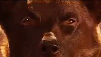 Bild von Red Dog Trailer OV