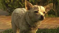 Bild von Beverly Hills Chihuahua 2 Trailer OV