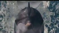 Bild von Mein Freund, der Delfin Videoclip (2) DF