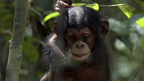 Bild von Schimpansen Trailer OV