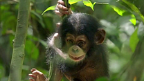 Bild von Schimpansen Trailer DF