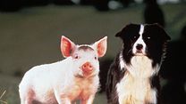 Bild von Ein Schweinchen namens Babe Trailer DF
