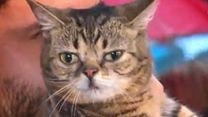 Lil Bub & Friendz Trailer OV