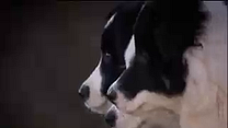 Bild von Bebu - Ein Hund für alle Schafe Trailer OV