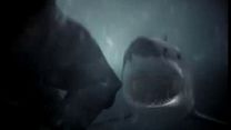 Bild von Shark Week ... 7 Tage - 7 Haie Trailer DF