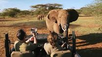 Bild von African Safari 3D Trailer OV