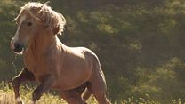 Bild von Wild Mustang Trailer DF