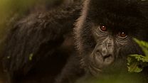 Bild von Virunga Trailer (2) OV