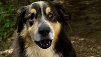 Bild von Bark Ranger - Mein Hund, der Held! Trailer (2) OV
