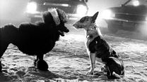 Bild von Frankenweenie Videoauszug OV