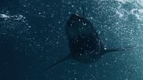 Bild von Ice Sharks - Der Tod hat rasiermesserscharfe Zähne Trailer OV