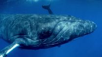 Bild von Humpback Whales - Buckelwale im Pazifik Trailer OV