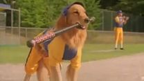 Bild von Air Bud 4 - Mit Baseball bellt sich's besser Trailer OV