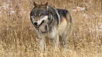 Bild von Wölfe Trailer DF