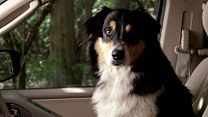 Bild von Bark Ranger - Mein Hund, der Held! Trailer DF