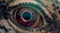 Bild von Voyage of Time: Life's Journey Trailer DF