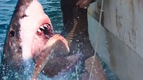 Bild von 47 Meters Down: Uncaged Teaser OV