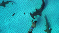 Bild von Sharkwater Extinction – Die Ausrottung Trailer OV