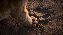 Bild von Der König der Löwen Teaser-Spot (3) OV
