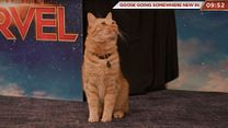 Bild von Marvel Studios’ Captain Marvel - Goose the Cat LIVE!