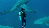 Bild von Sharkwater Extinction – Die Ausrottung Trailer DF