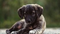 Bild von Cody - Wie ein Hund die Welt verändert Trailer OmdU