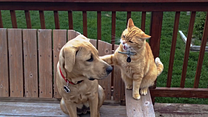 Bild von Cats & Dogs 3: Pfoten vereint! Trailer (2) OV