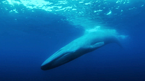 Bild von The Loneliest Whale: The Search For 52 Trailer OV