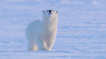 Bild von Eisbären Trailer OV