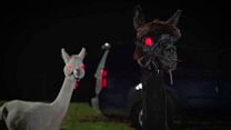 Bild von Alpacalypse Trailer OV