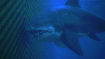 Bild von Megalodon: The Frenzy Trailer (2) OV