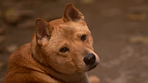 Bild von Hachiko - Eine Freundschaft für die Ewigkeit Trailer OV