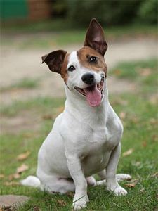 Poster der Serie Ouifi Staffel 1