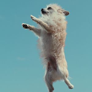 Bilder Was Hunde denken