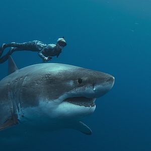 Bilder Die Haiflüsterin