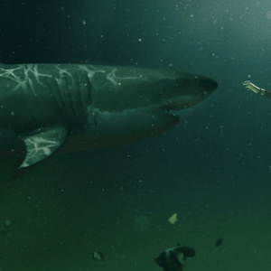 Bilder Into The Deep