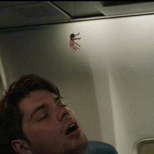 Bilder Spiders On A Plane