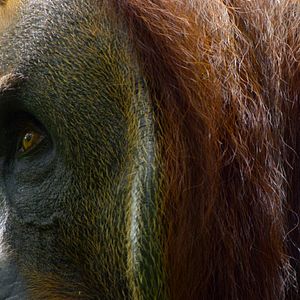 Bilder Das geheime Leben der Orang-Utans