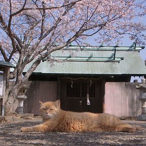 Bilder Die Katzen vom Gokogu-Schrein