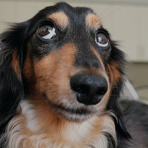 Bilder Was Hunde denken