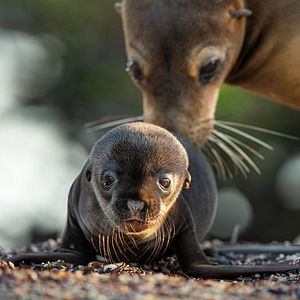 Bilder Seelöwen auf Galápagos